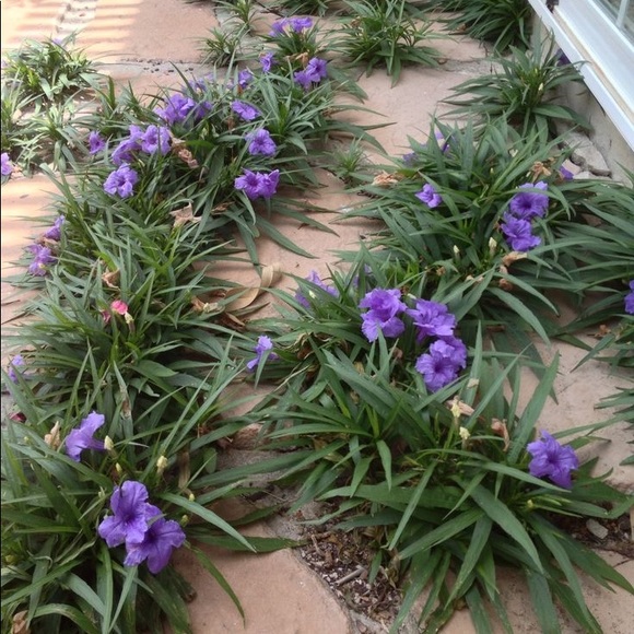 Bundle of 4 - random color - Dwarf Mexican Petunia live plants. - Picture 6 of 7
